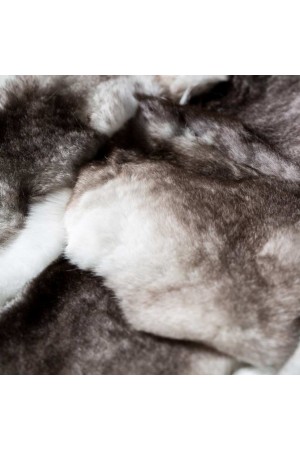 chinchilla rex rabbit