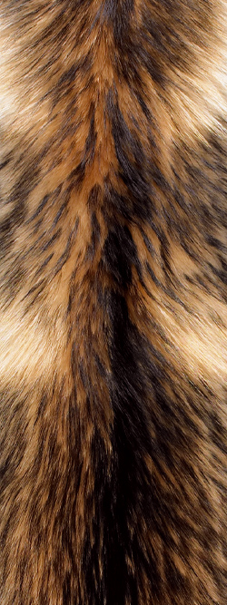 How To Eliminate Bad Odours From Your Fur How To Eliminate Bad Odours From Your Fur, How Do I Clean A Real Fur Coat That Smells Badly